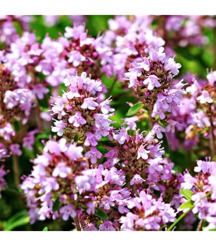 198g Creeping Thyme Mix Flower Seeds : Amazon.ca: Patio