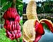 LOSS PROMOTION SALE! 100 pcs/bag red banana seeds, delicious rare fruit seeds sent gift