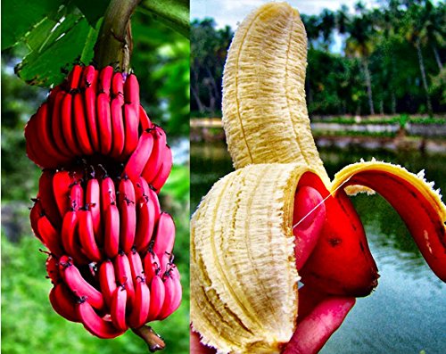 LOSS PROMOTION SALE! 100 pcs/bag red banana seeds, delicious rare fruit seeds sent gift LOSS PROMOTION SALE! 100 pcs/bag red banana seeds, delicious rare fruit seeds sent gift