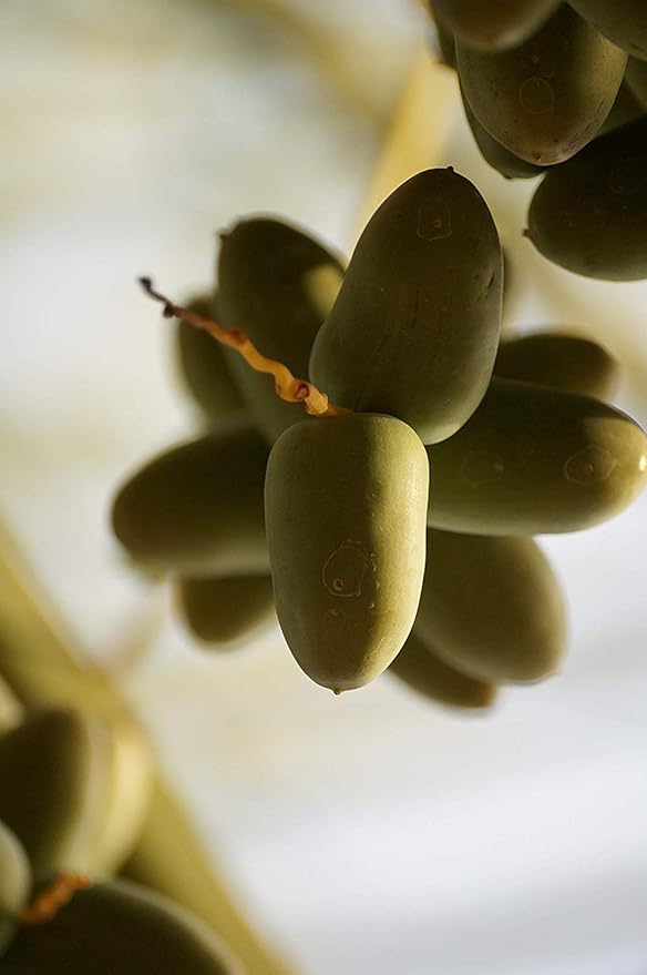 800 g Dátiles Anbara Palmyra Delights 100% natural & saludable ...