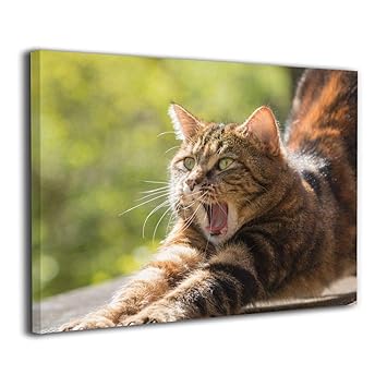 Amazon Hec 猫 可愛い 動物 猫 人の友達 かわいい 猫の気持ち 猫と