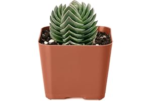 THE NEXT GARDENER.COM 2" Rare Succulent Crassula cv. Buddha's Temple, Live Succulents Plants Fully Rooted, Unique House Plant, Easy to Grow, for Home Office Decoration