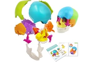 EVOTECH SCIENTIFIC Disarticulated Human Skull Model, Human Skull Model Adult Didactic Version, 22 Parts Skull Life-Size Anatomical Beauchene Skull Model for Medical Teaching Learning, Student Learning Education Display