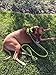 Chai's Choice Best Outdoor Adventure Dog Harness (Small, Green)