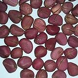 Kola Nut Fresh Crops Two Lobes
