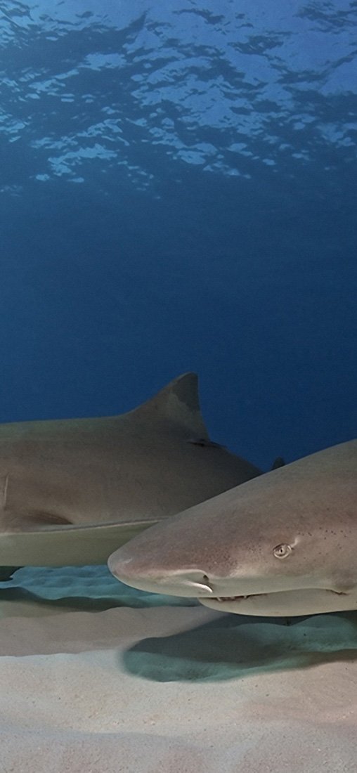 PeelitStickit Shark, Animal Wall Murals ID-129, vinyl