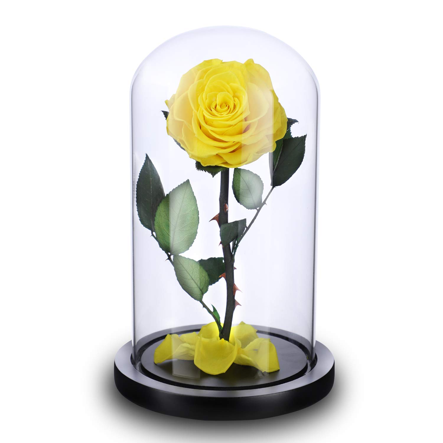 NW 1776 Natural Eternal Magic Rose Eternal Love Ultimate Beauty and The Beast Souvenir, (4.1 in