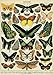 Decorative Wrap 20X28 Butterflies