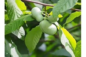 Pawpaw Paw Paw American Papaw 5 Seeds - Asimina triloba Paw-Paw Canada Native Fruit Tree, Producing Tropical-Looking Foliage 