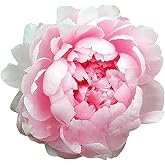 Walter Faxon - Double Pink Peony | Fragrant