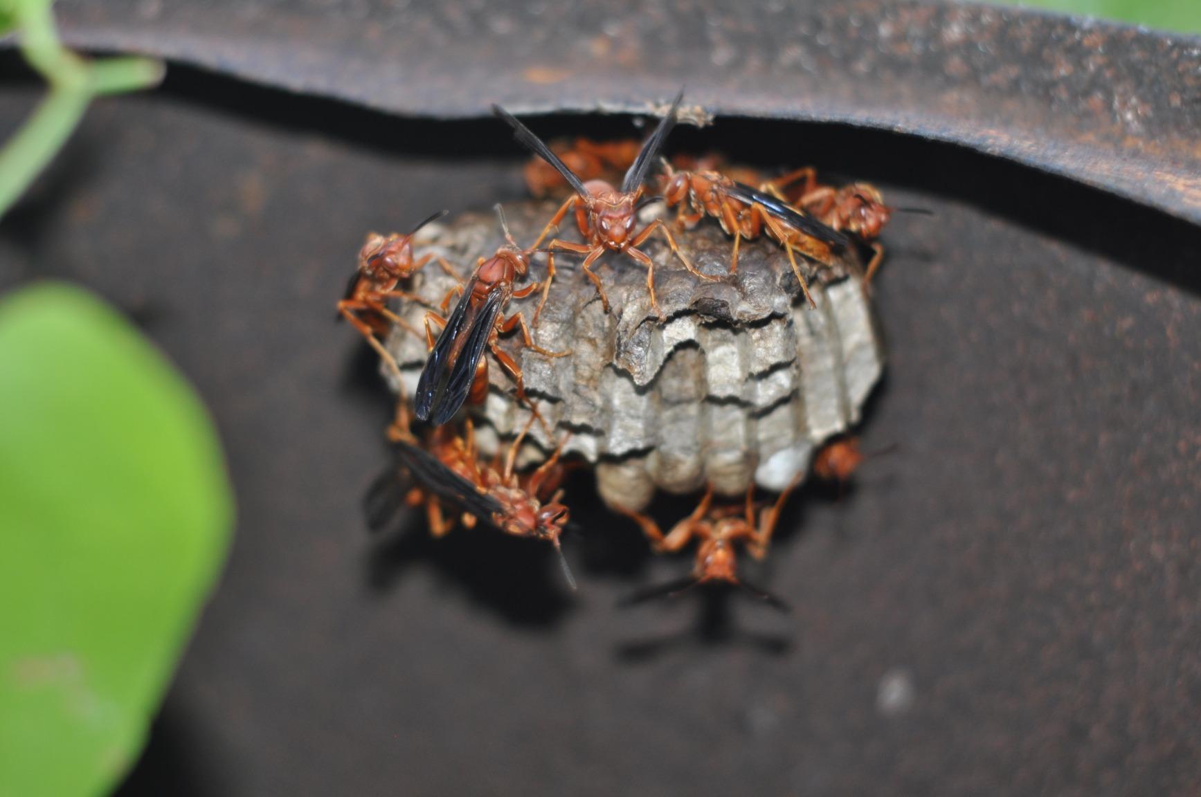 You can't beat the YONGNUO YN50mm F1.8N for the price.