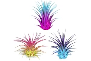 COLORED AIR PLANTS Rainbow 3 Pack, Ionantha Guatemala Tillandsia Air Plant, Live Airplant, Healthy Arrival Guaranteed, Great Indoor Plant, Home Decor & Gift