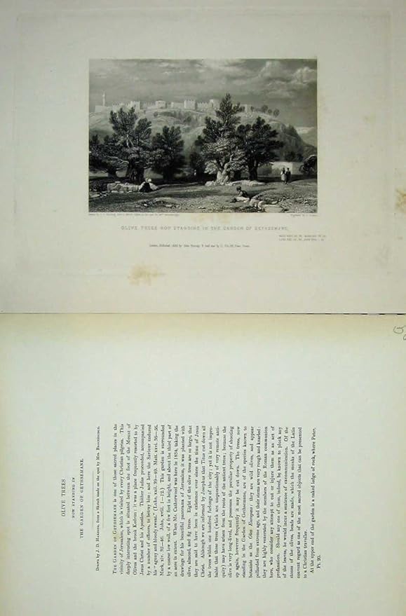 Bibel 1835 Olivenbaum Garten Gethsemane Jerusalem Amazon De Kuche Haushalt