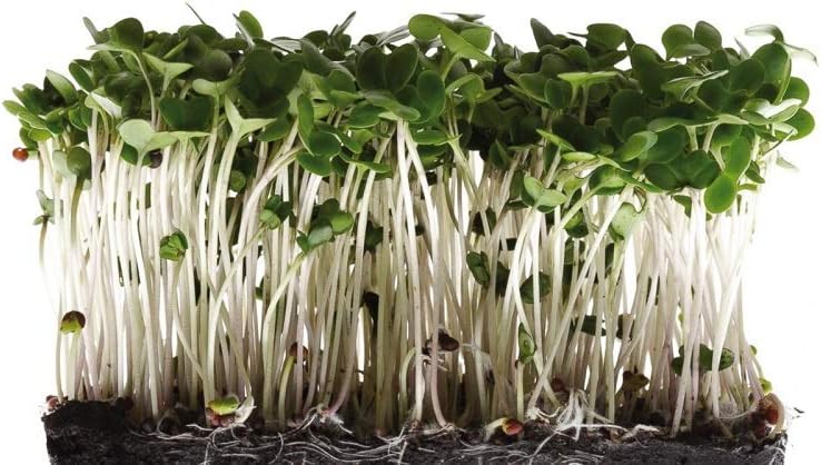 10 Ounce Broccoli Seeds for Sprouting Microgreens"COOL BEANS n SPROUTS" Brand. A superfood Packed with antioxidants and Health-Promoting nutrients. A Small Town Family Run USA Business.Thank You !: Garden & Outdoor