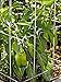 Gardeners Supply Company Pepper and Eggplant Cages Plant Stand | Heavy Gauge Sturdy Garden Plants Support for Eggplants Peppers and Other Climbing Plants | No Assembly Needed | Green 24