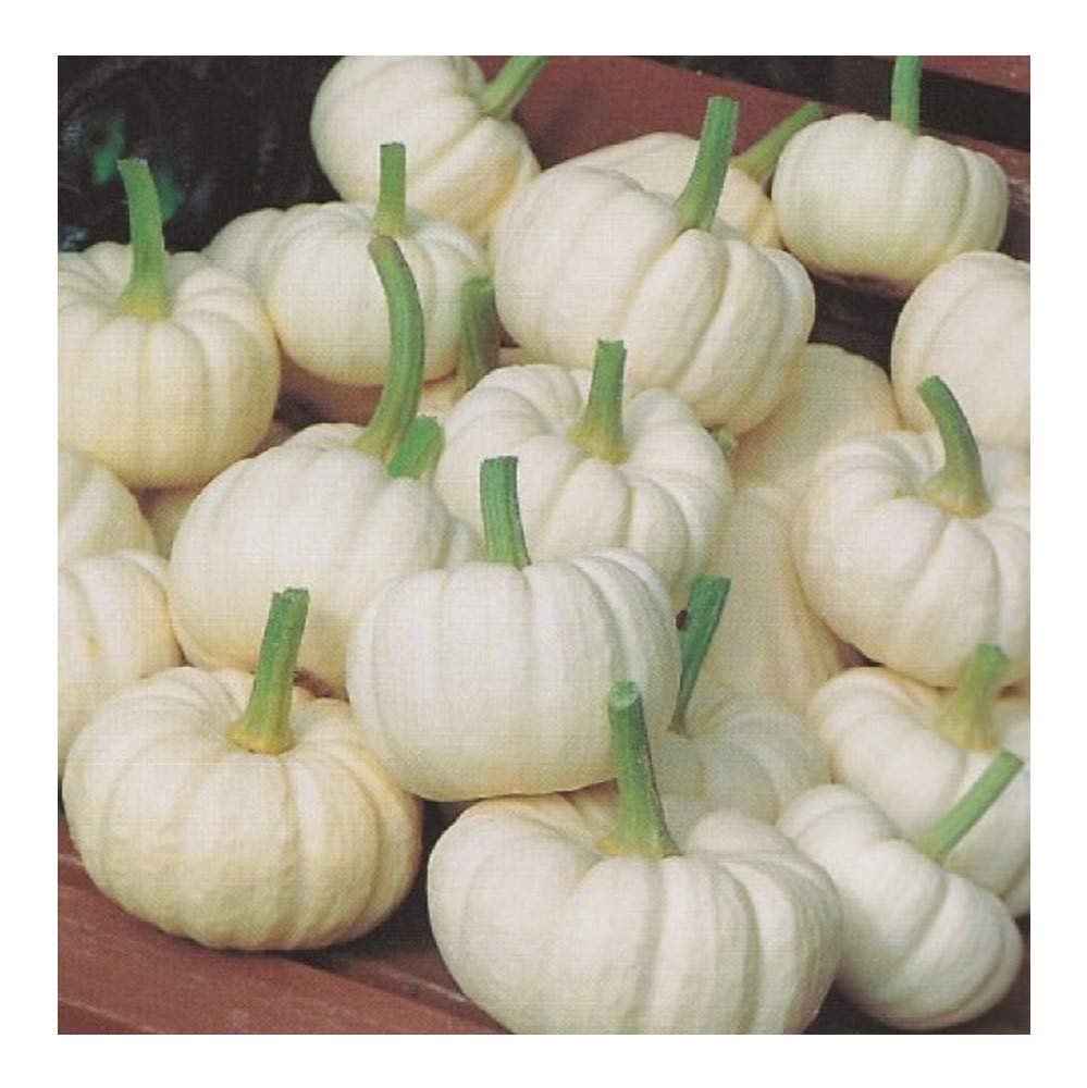 PREMIER SEEDS DIRECT - Pumpkin Seeds - Miniature White - Baby Boo - 30 Seeds