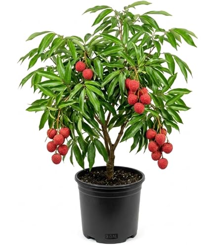groen plant Pothos 'Global Green' | Easy-Care Air Purifying Foliage Plant
