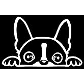 Boston Terrier Peeking Decal Vinyl Sticker Auto Car Truck Wall Laptop | White | 6" x 3"