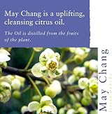 Absolute Aromas May Chang Essential Oil 10ml Litsea Pure view 2