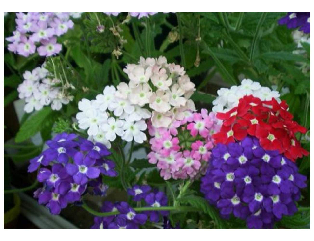 PREMIER SEEDS DIRECT - Verbena HYBRIDA - Ideal Florist Mix - 300 Finest Seeds