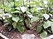 Tomato Ring - Tomato Cage - Plant support/Tomato support - 6 Pack