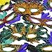 4E's Novelty Mardi Gras Mask Bulk Pack of 24 Fantasy Feather Masks 12 Assorted Styles, Masquerade Masks for Mardi Gras Party Favors for Man and Women