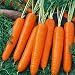 Carrots, Scarlet Nantes Carrot Seeds, Organic, NON-GMO, 25+ seeds per package,A classic among carrots, Scarlet Nantes has that old-time carrot flavor.