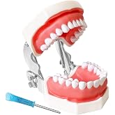 Dental Teaching Model with Training Teeth for Students and Professionals - Detachable Resin Teeth with Soft Gums, Dental Practice Tool with Screwdriver - Ideal for Dental Education, and Demonstrations