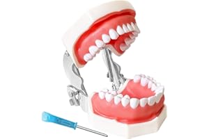Dental Teaching Model with Training Teeth for Students and Professionals - Detachable Resin Teeth with Soft Gums, Dental Prac