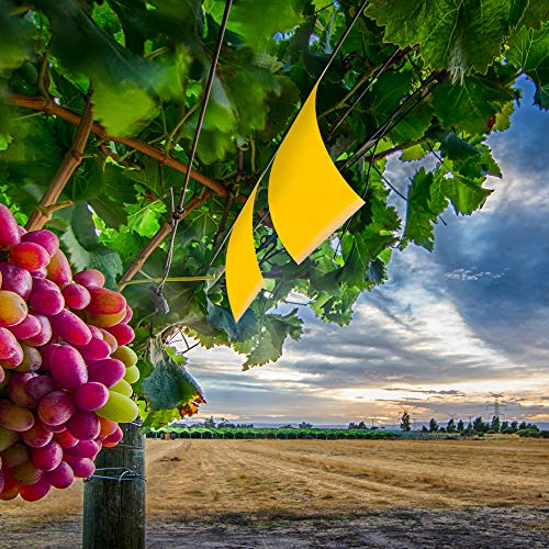 2 Gideal+Dual+Sided+Yellow+Whiteflies+Leafminers