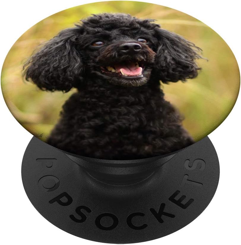 black miniature poodle