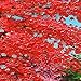 JoyArt - Red Trees Painting 4 Seasons Canvas Prints Artwork on Canvas Framed Wall Art for Home Decorations Wall Decor Ready to Hang 3pcs/Set