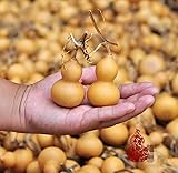 WellieSTR Lot of 20pcs Mine Natural Dry Gourd