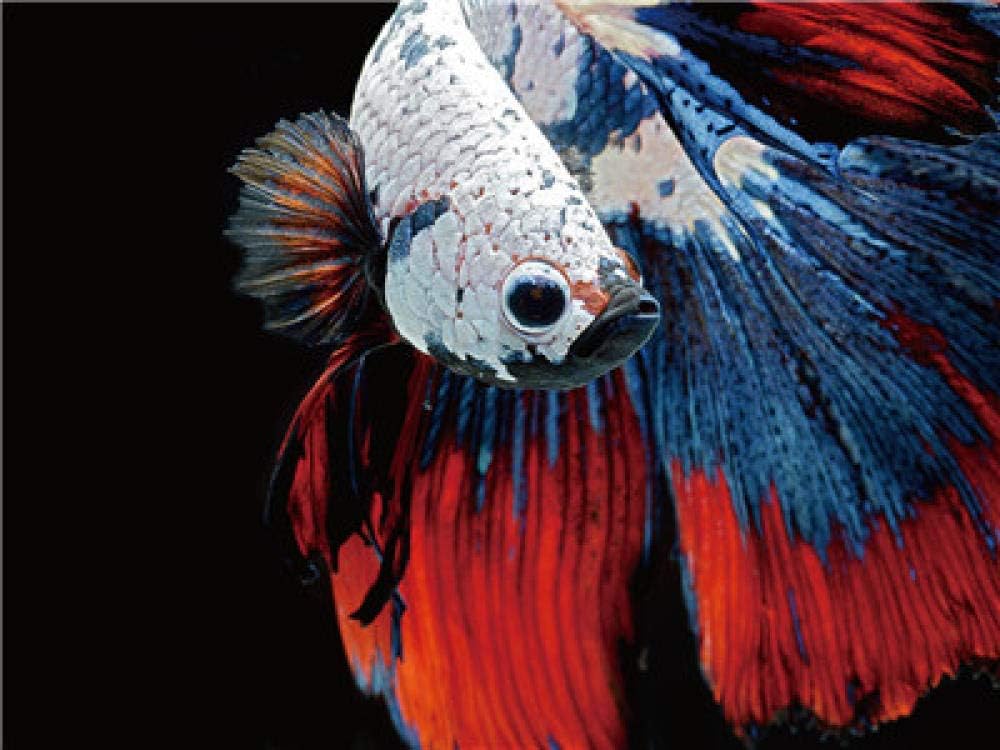 JinWensm Paint By Numbers For Adults and Kids Colored fish DIY Oil Painting Gift Kits with Brushes and Acrylic Pigment Home Decoration 16 x 20 inch Without Frame
