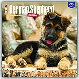 German Shepherd Puppies 2017 Square (Multilingual Edition)