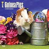 2017 Monthly Wall Calendar - Guinea Pigs