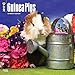 2017 Monthly Wall Calendar - Guinea Pigs