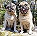 Pugs 2018 16 Month Wall Calendar 12 x 12 inches Bright Day Calendars Publishing