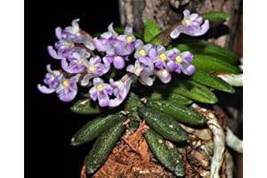 BLOOMIFY Schoenorchis Fragrans (The Fragrant Schoenorchis), Tree Fern Mount