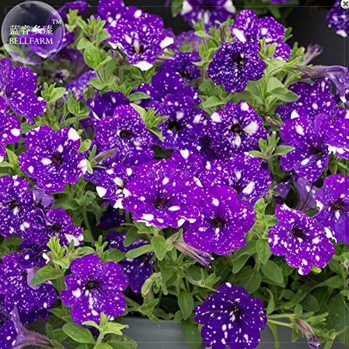 2018 Hot Sale Ochoos Garden Bonsai Petunia 'Night Sky Blue' Flowers, 200pcs 'Seeds' White Speckles Against The deep Blue Petals Single Petal