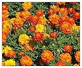 75 Marigold Seeds Sparky Mixture | Non-GMO | Fresh
