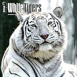 White Tigers - 2016 Calendar 12 x 12in