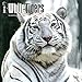 White Tigers - 2016 Calendar 12 x 12in
