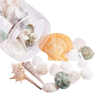 Amazon Com Ph Pandahall 70 Pcs Mixed Shape Undrilled Sea Shell
