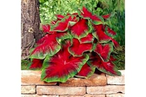 CZ GRAIN Florida Cardinal Caladium Bulbs for Planting - Perennial Hosta, Elephant Ears, Fancy (20 Bulbs)
