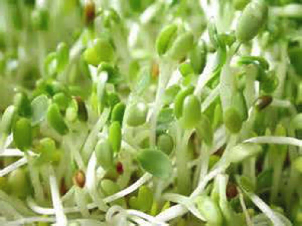 Alfalfa Sprouting Seed, NON GMO - 6 Oz -Country Creek LLC Brand - High Sprout Germination- Edible Seeds, Gardening, Hydroponics, Growing Salad Sprouts, Planting, Food Storage & More : Garden & Outdoor