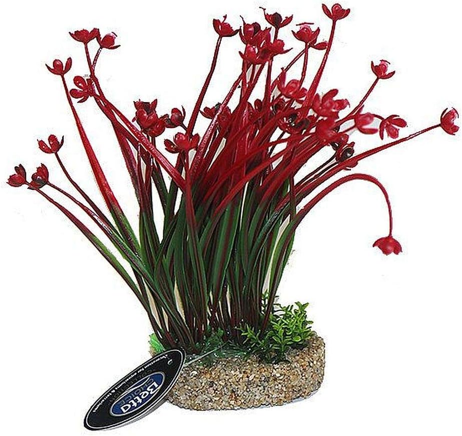 Anablep Red Plant