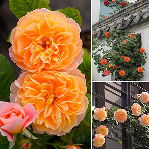 New Beautiful Orange Climbing Rose 60 Seeds Amazon.co.uk
