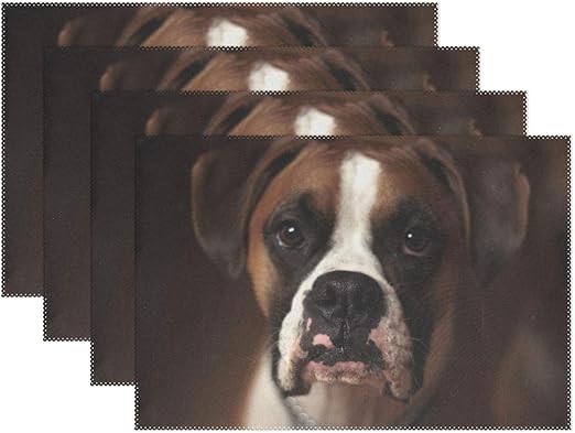 how long are boxers in heat