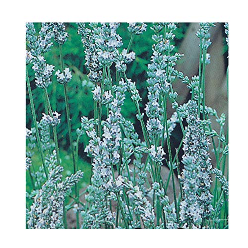 Lavandula angustifolia 'Hidcote White' 13cm Pot Size